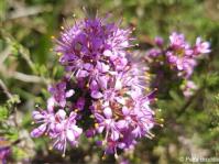 Plants of the Week | Page 140 | PlantZAfrica